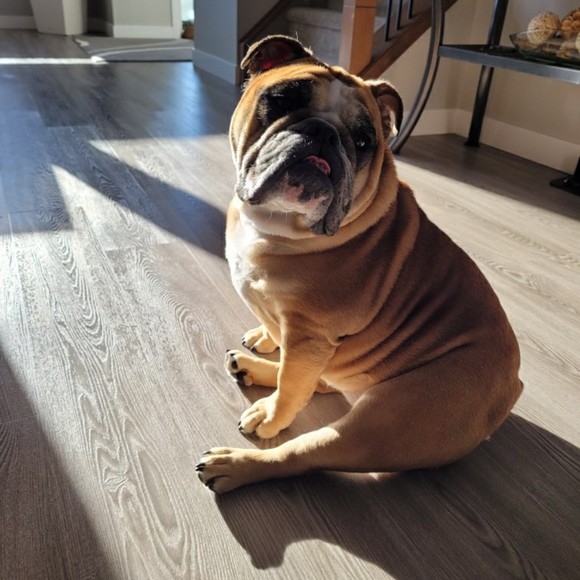 Meet your Posher, Robert - Picture 1 of 1